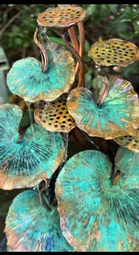 Image 2 of 🍃🌱Sacred Lotus 🌱🍃