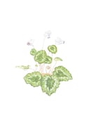 Image of Cyclamen Limited Edition Print 