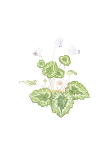 Image of Cyclamen Limited Edition Print