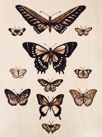 Butterfly Species Print 