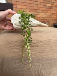 Image 5 of String of Turtles in Seashell