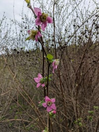 Image 5 of Salmonberry: Rubus spectabilis