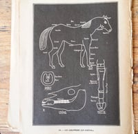 Image 12 of Planche histoire naturelle en noir & blanc