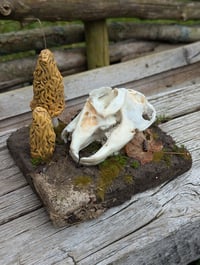 Image 2 of ENNUI - Jack Rabbit Skull Diorama *Faux Skull*