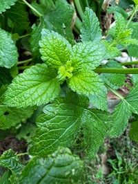 Image 1 of Lemon Balm Hydrosol