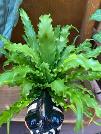Image 6 of Osaka Fern in Funky Zebra Pot