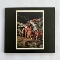 Primitive Wings “Morphosis” CD