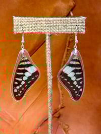 Image 1 of Common Swordtail Forewings - Topside (Light Green)