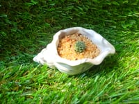 Image 1 of ShellRoot + baby Mammillaria Cactus