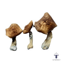 BLUE MAGNOLIA MAGIC MUSHROOMS