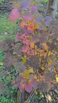 Image 3 of Birch-leaved Spirea : Spiraea lucida
