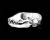 Grey Seal Skull