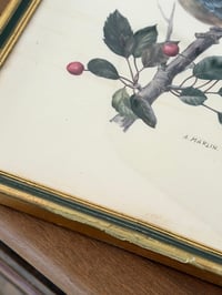 Image 8 of Paire d’illustrations d’oiseaux