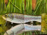 Full Size Floater - Rainbow 🌈