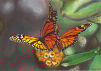 Image 1 of The Monarch