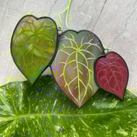 Anthurium Trio v.1