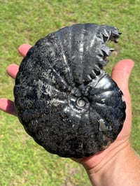 Image 2 of Large Black Ammonite Fossil With Pyrite | Madagascar #2699
