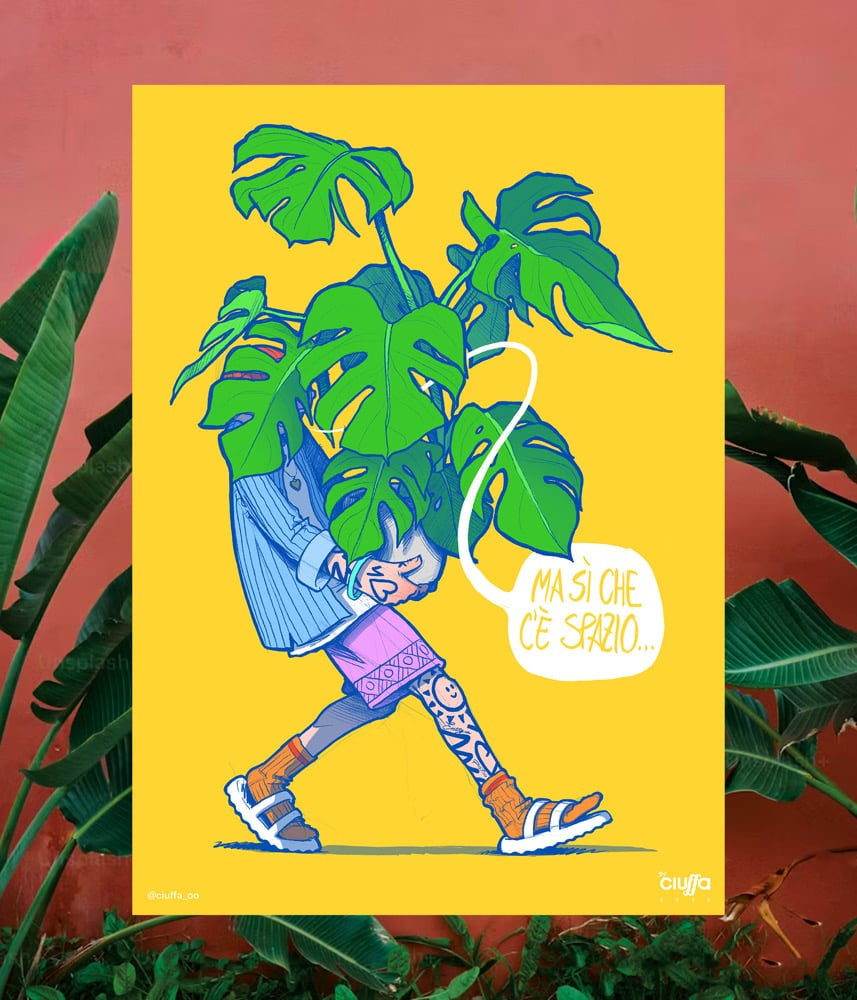 Image of MONSTERA