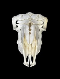 Image 4 of handcarved sheep skull