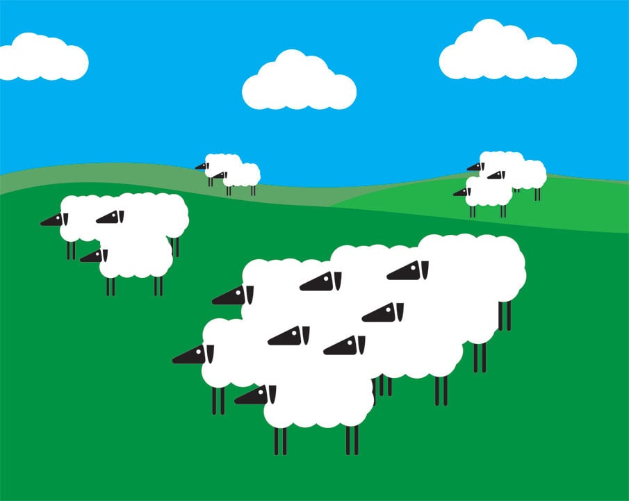 Sheep Collection