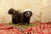 Image of Adorable Vintage Taxidermy Skunk