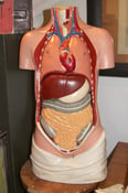 Image of Vintage Anatomical Torso