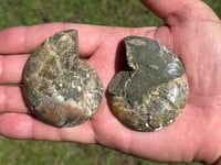 Image 4 of Ammonite Fossil Pair | Madagascar #2903