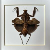 Image 1 of dead leaf mantis 