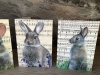 Image 4 of Rabbits