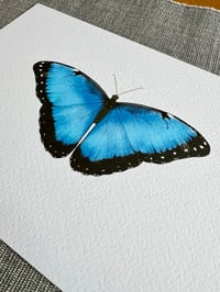 Image 2 of Butterfly Print - Various Designs