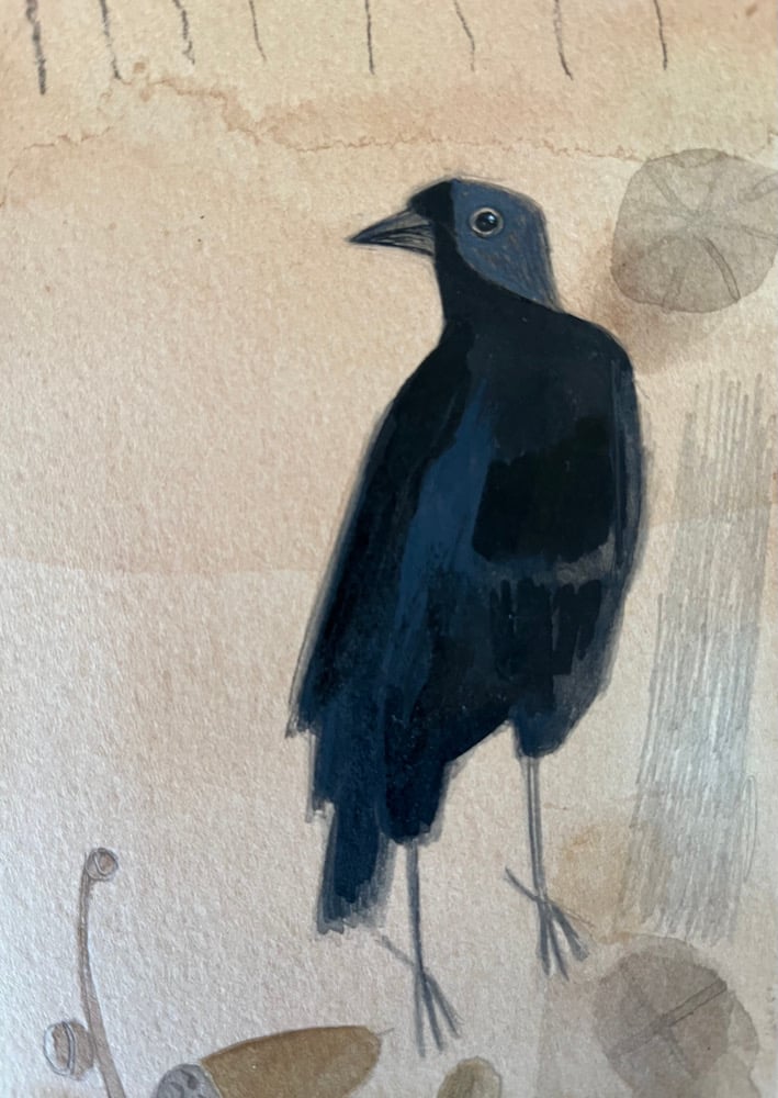 Image of Jackdaw and oak 