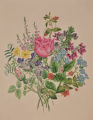 Image of C19th Botanical Study