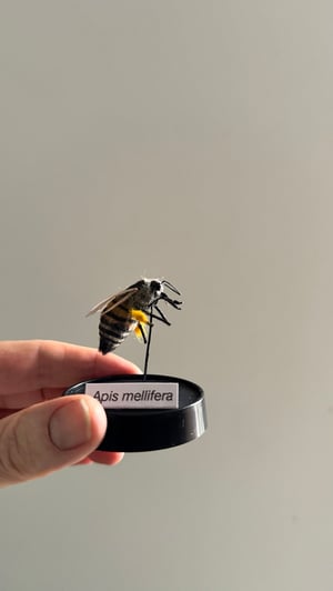 Image of Apis mellifera bees with Verroa destructor