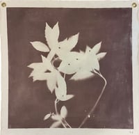 Image 1 of Japanese Laurel in Plum