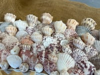 Image 5 of Seashell Mirror 32”