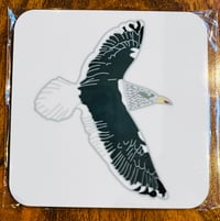 Image 3 of Slaty-backed Gull - No.78 - UK Birding Series