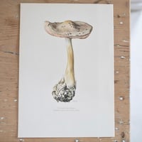 Image 3 of Planches De Champignons -