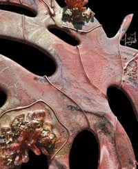 Image 2 of Monostera