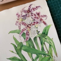 Image 4 of Original Illustration Orchid Beallara