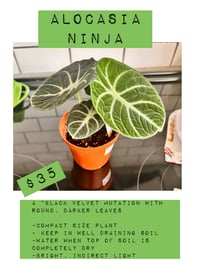 Image 1 of Alocasia Ninja -4inch black velvet mutation