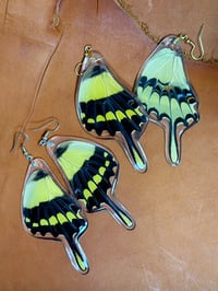Image 3 of XXL Giant Swallowtail Hindwings