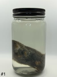 Image 3 of Vole (Microtus pennsylvanicus) Wet Specimen