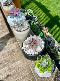 Image 5 of Iridescent Pink Succulent 