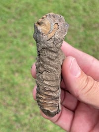 Image 8 of Trilobite Fossil #1482