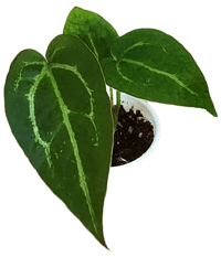 Forgetii x aos x dorayaki x red crystal 