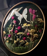 Image 1 of Vintage Luna Moth Botanical Frame