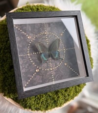 Image 1 of Papilio Paris 
