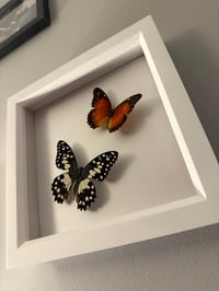 Image 3 of Lime Butterfly & Red Lacewing