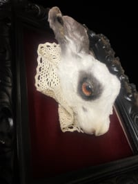 Image 4 of Rabbit head 