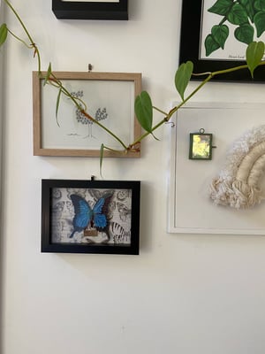 Image of Papilio Ulysses Butterfly framed specimen. Faux taxidermy